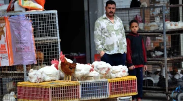 تغيير مفاجئ أسعار الدواجن قبل رمضان في مصر